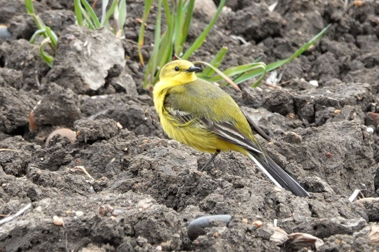 The Land of the Fanns offers funding for Essex farmers