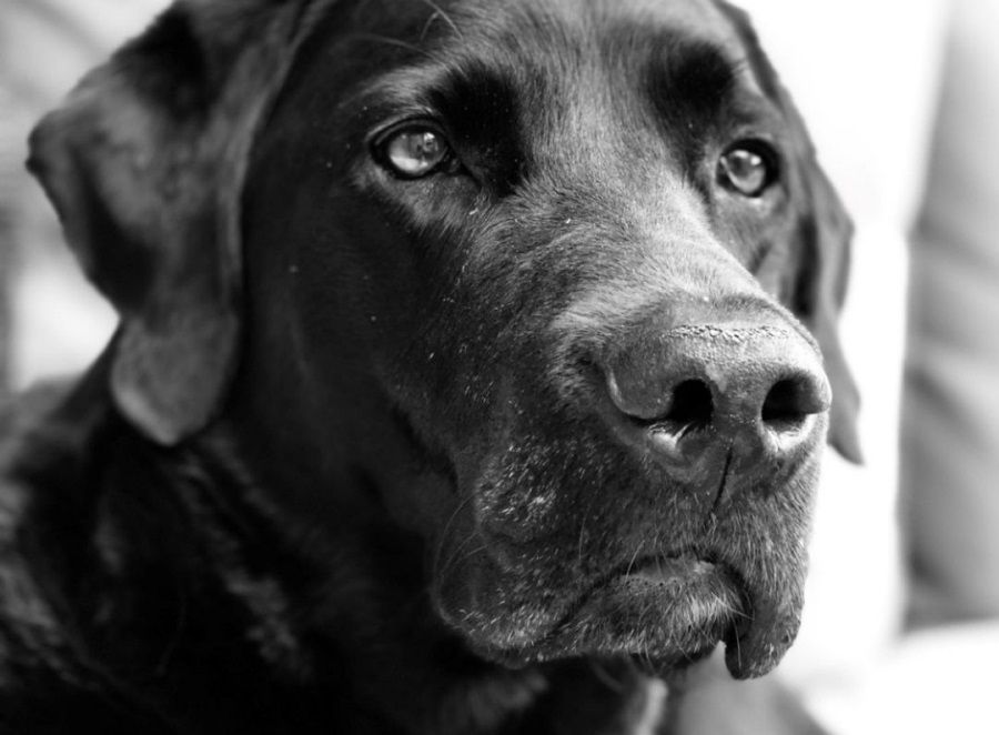 St Clare Hospice crowns Milo as cutest canine
