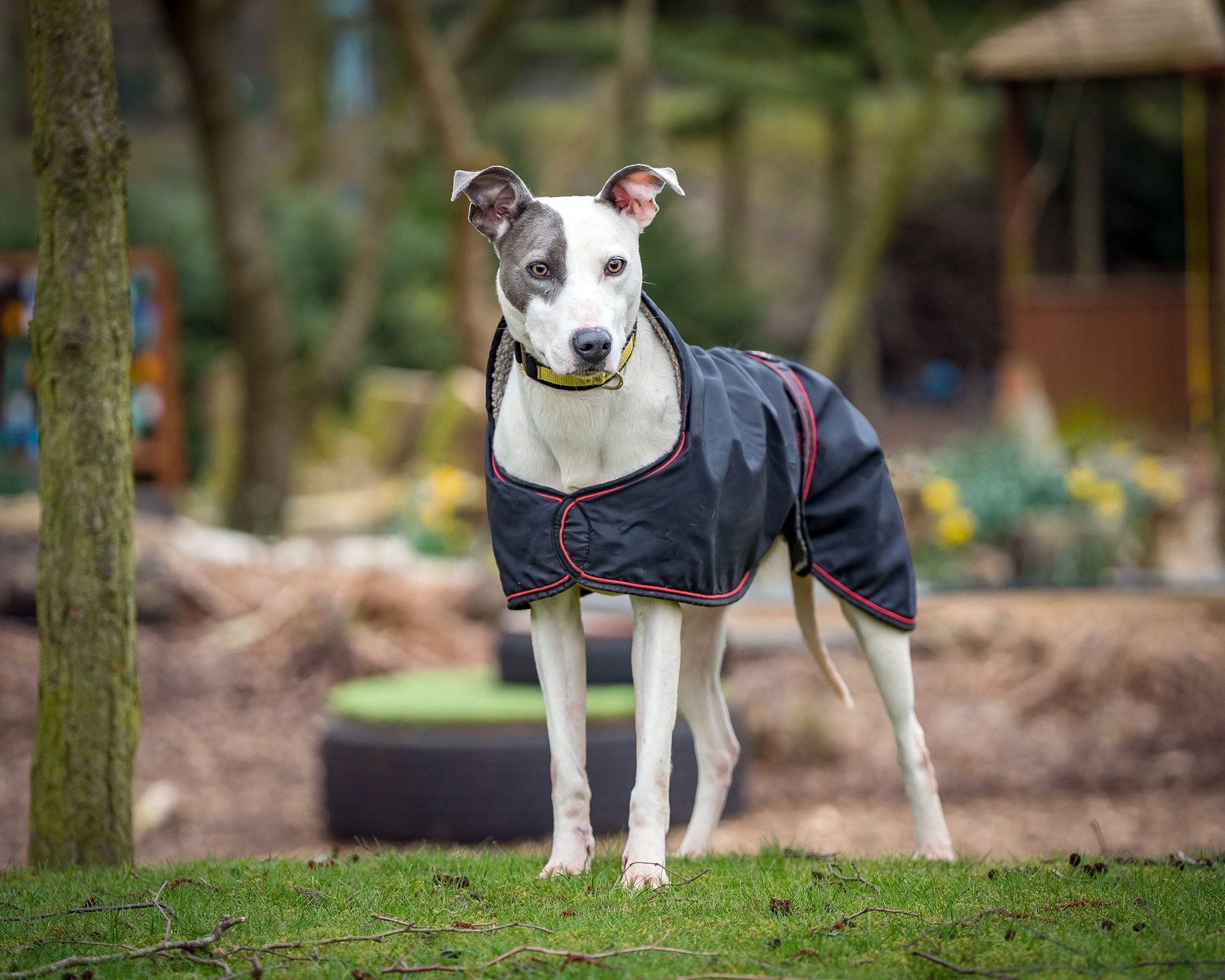 Huyton stray dog’s four-year wait to find love finally ends