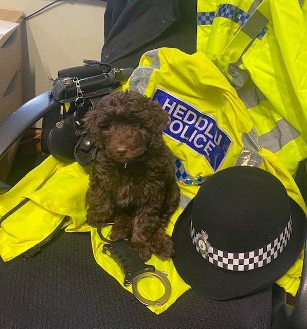 North Wales Police welcome their latest recruit