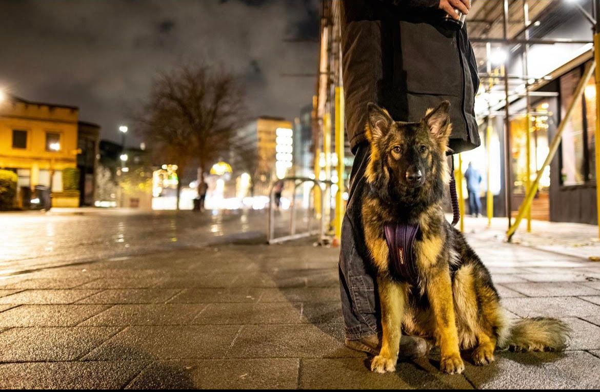 Street Paws teams up with Derpy Dog and Brewskis for Valentines Day