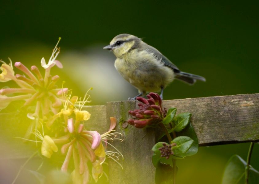Homeowners encouraged to flock to online nest box quiz