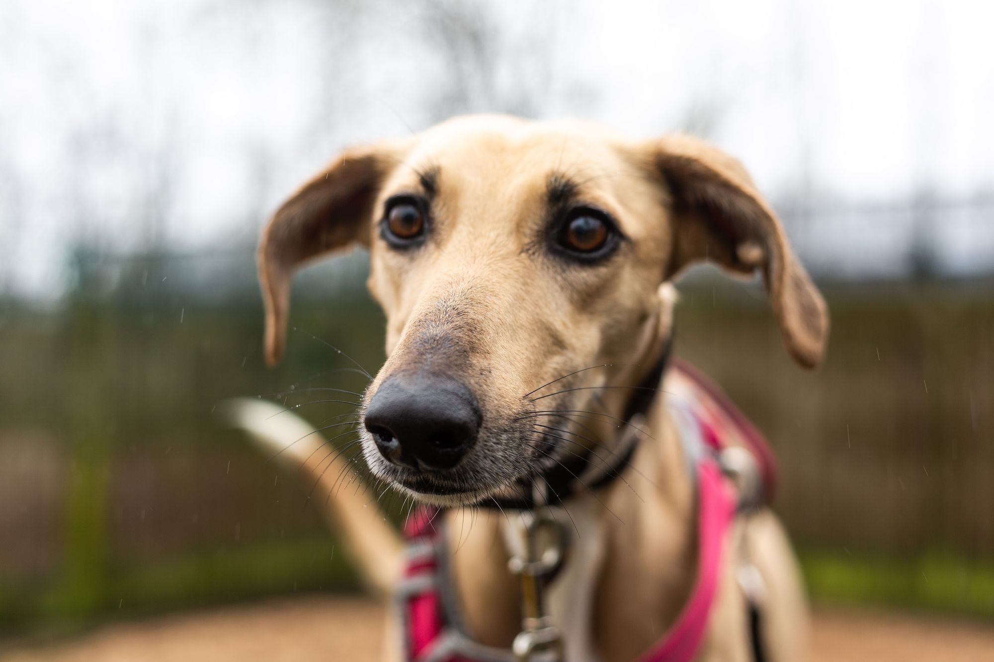 Manchester stray is hoping to finally find love this Valentine’s Day