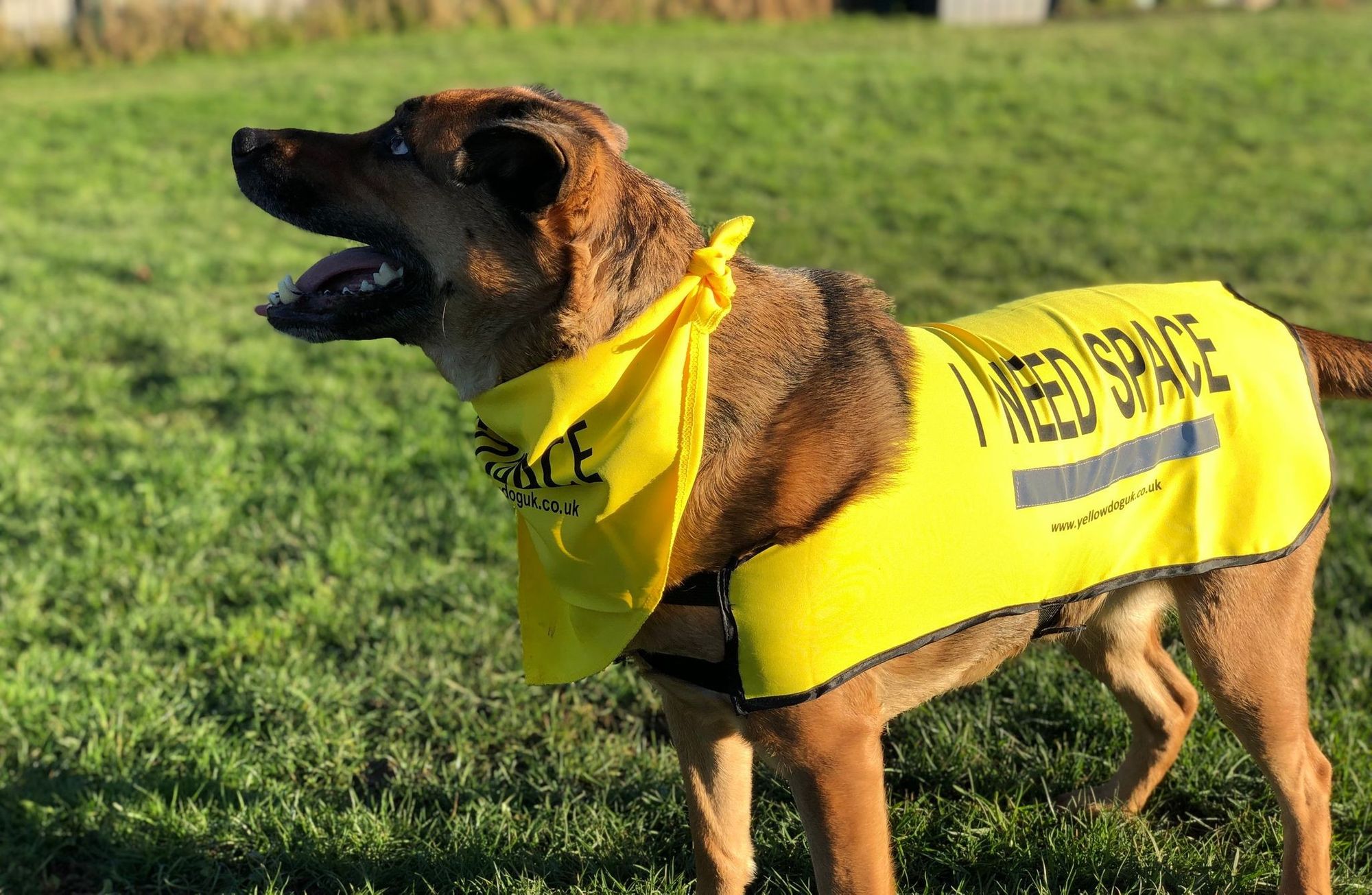Rotherham animal rescue centre highlights nervous dog scheme