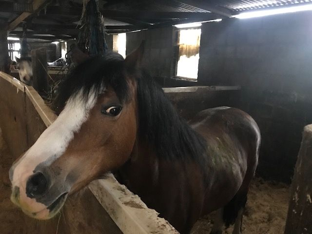 Kidwelly couple given ban on owning horses after breaching magistrates' court order