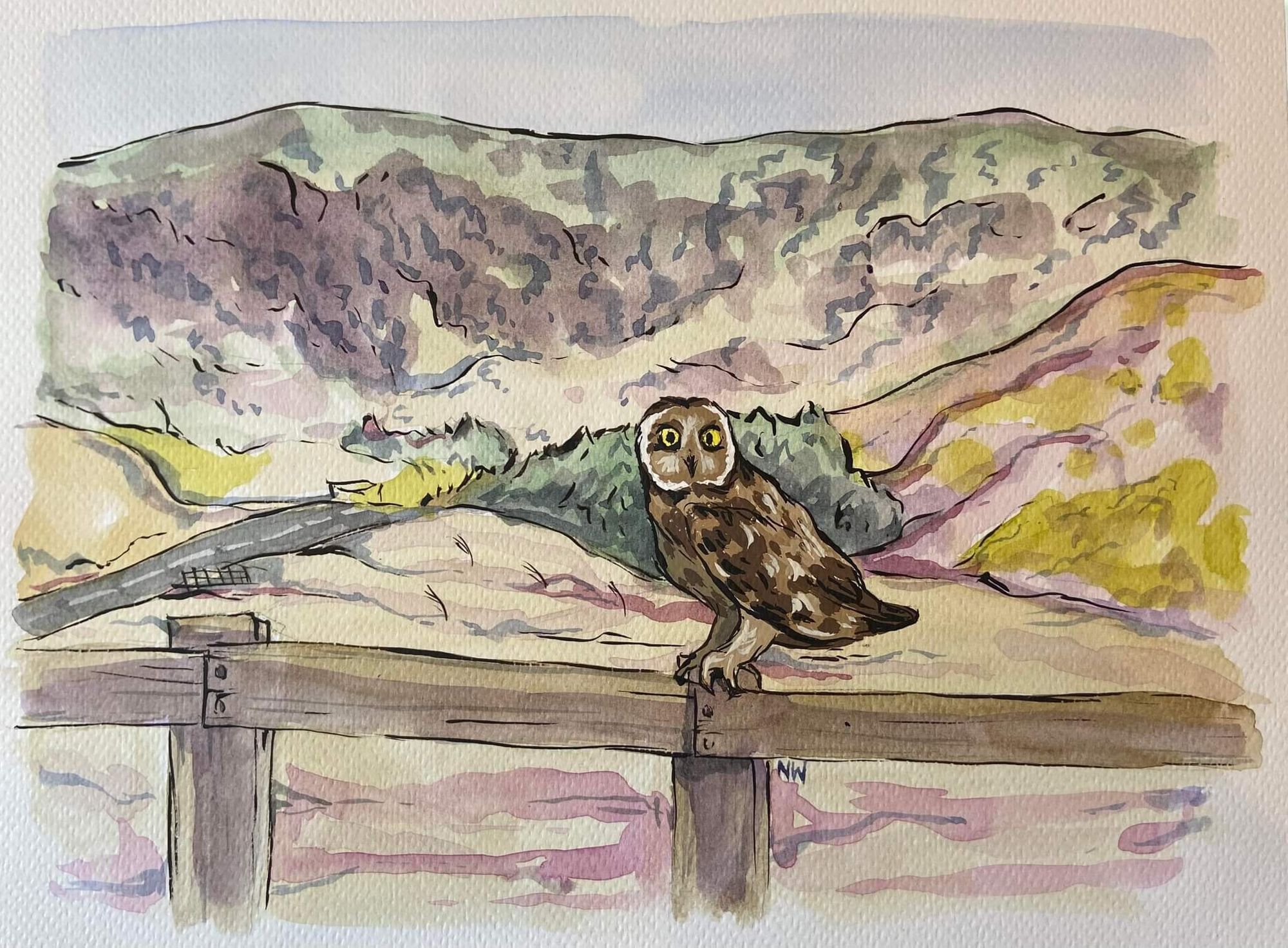 Laughing Badger: Elusive owls