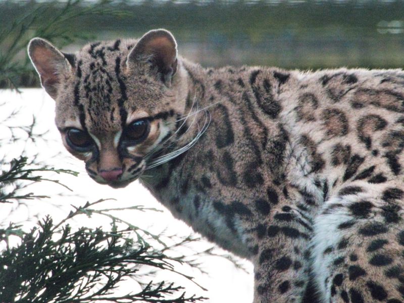 New arrival spells love for Margay's at the Welsh Mountain Zoo