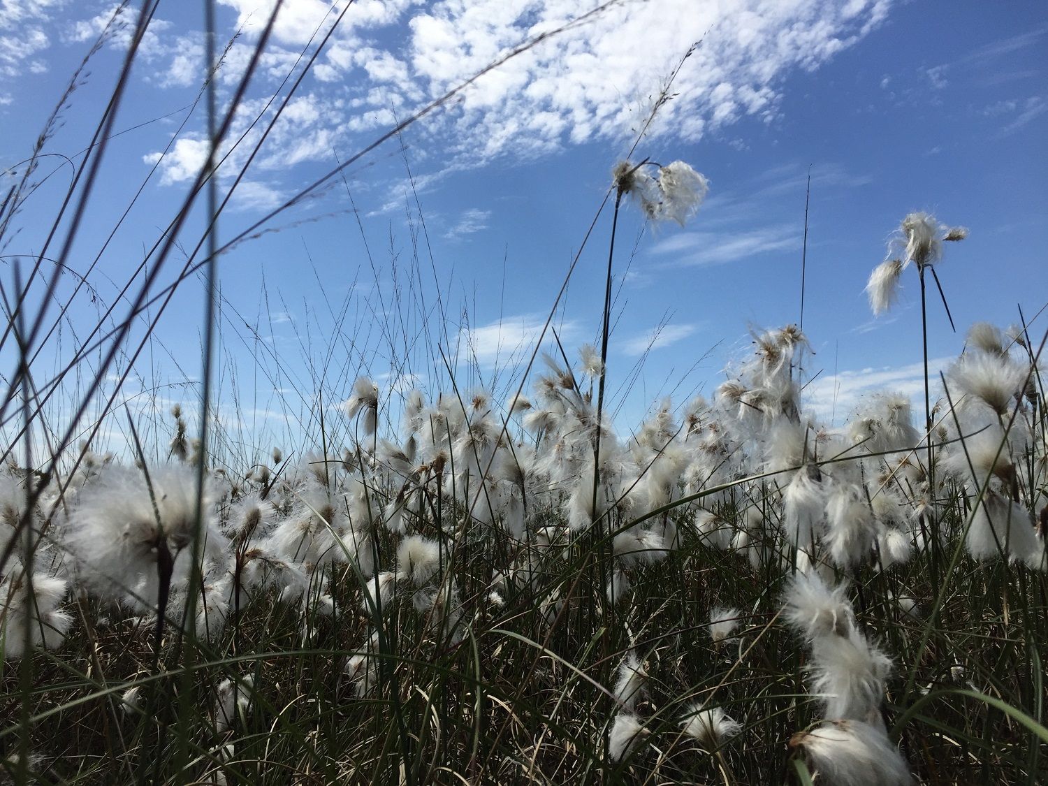 Wildlife: Fluffy fields