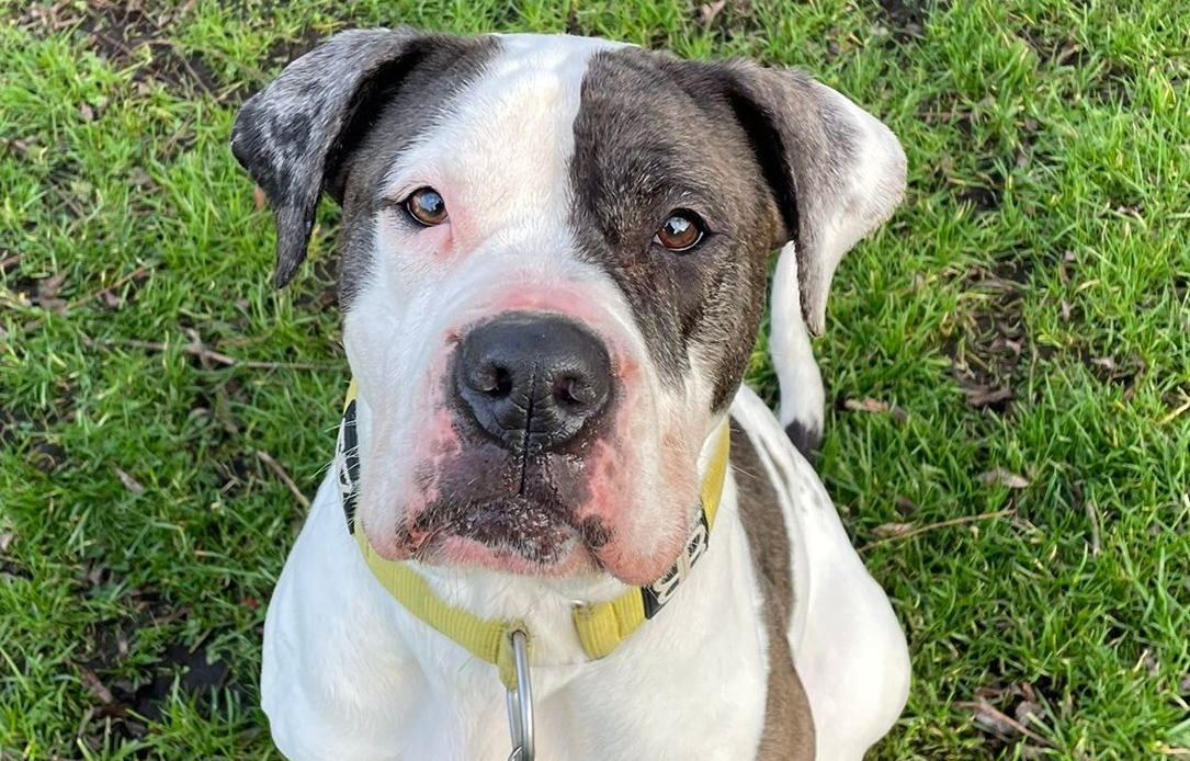 RSPCA column: Could you give Loca her forever home?