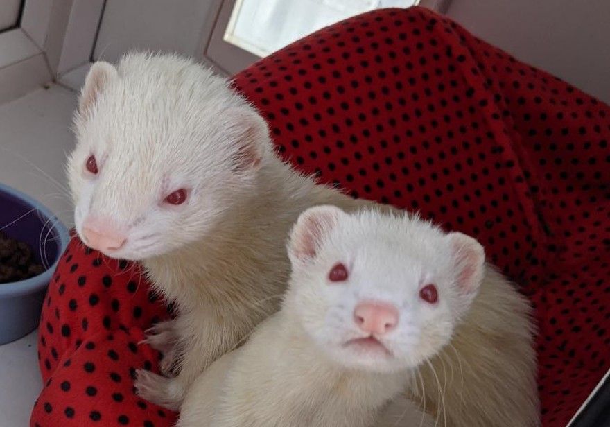 Call to rehome friendly and 'inseparable' ferrets from Swansea’s RSPCA Llys Nini centre