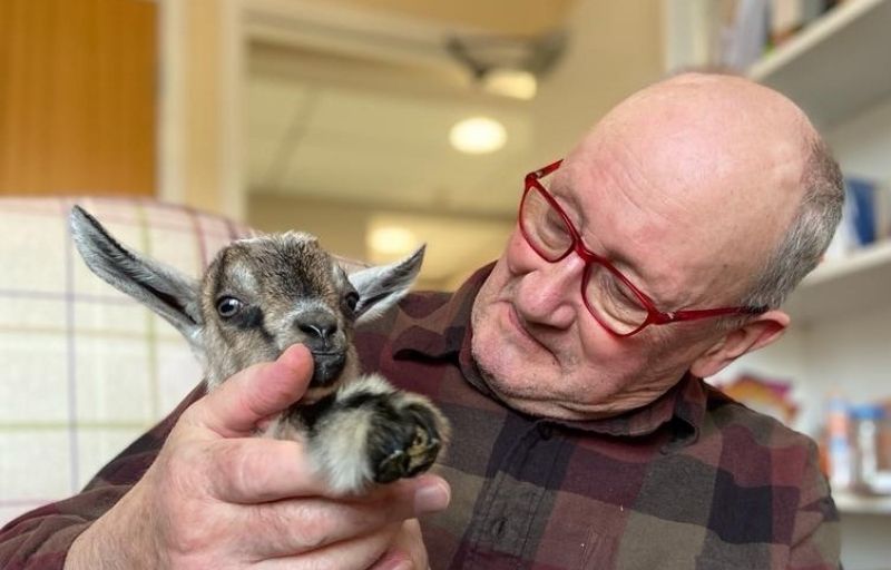 Golders Green care home celebrates Valentine's Day with baby goats
