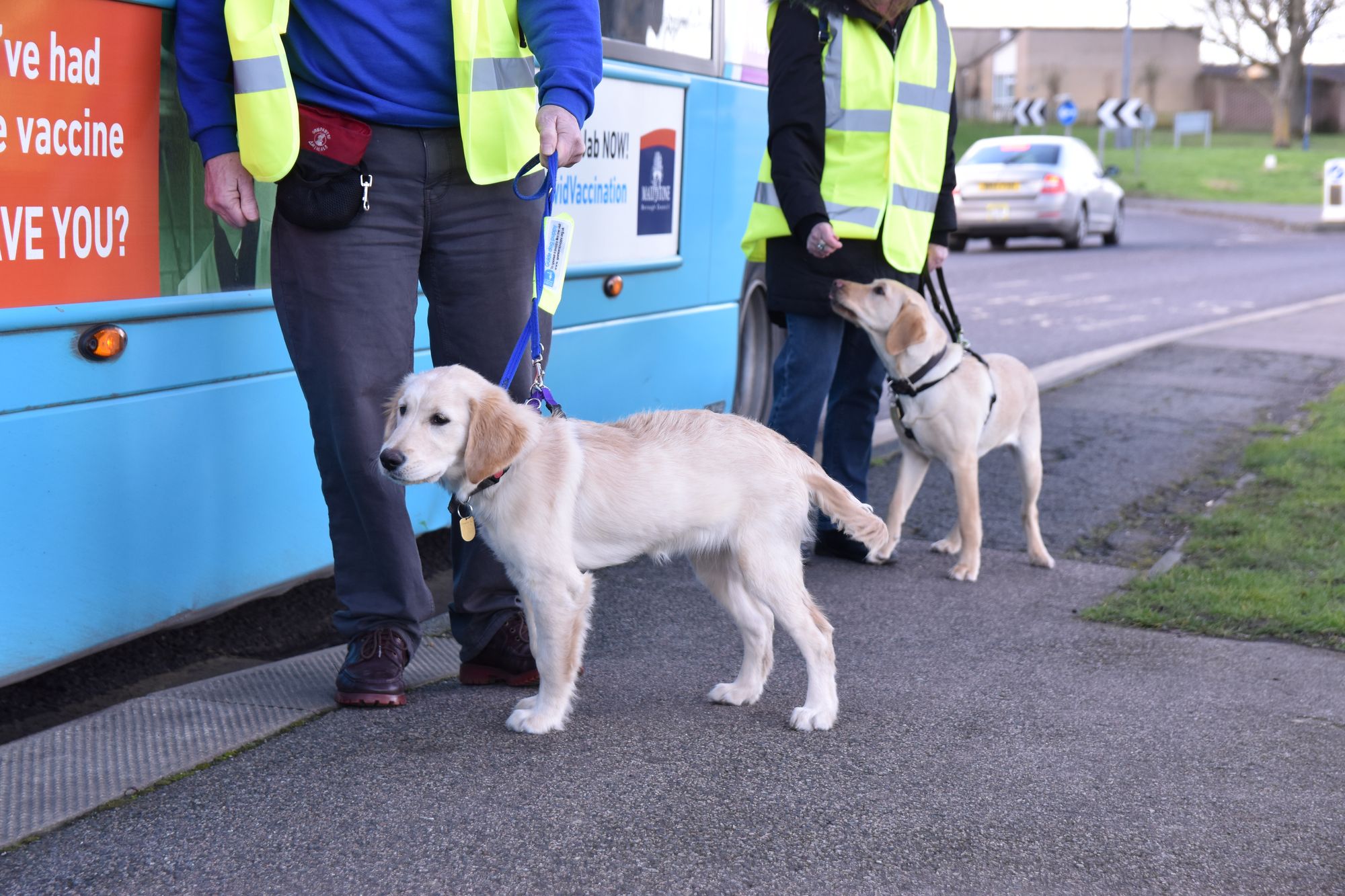 Guide dog puppies learn a lesson on the buses in Maidstone