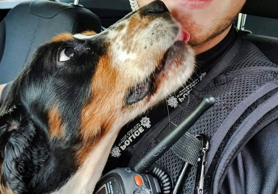 Police dog beats tumour trouble thanks to Dick White referrals