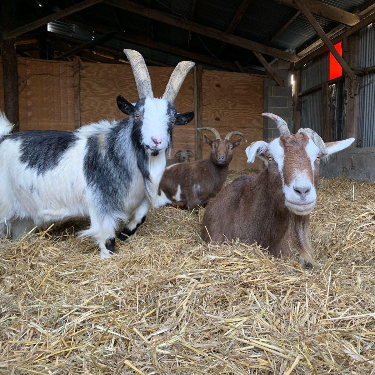 Brentwood animal sanctuary gets ready to reopen for spring