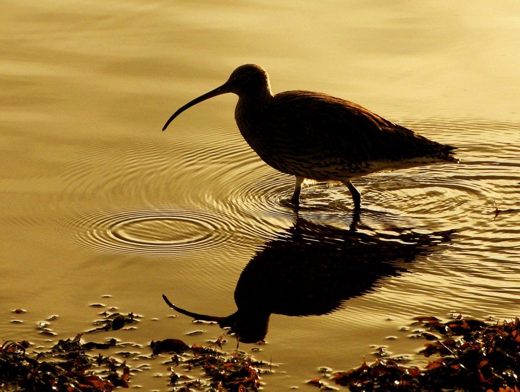 Wildlife: Content curlew