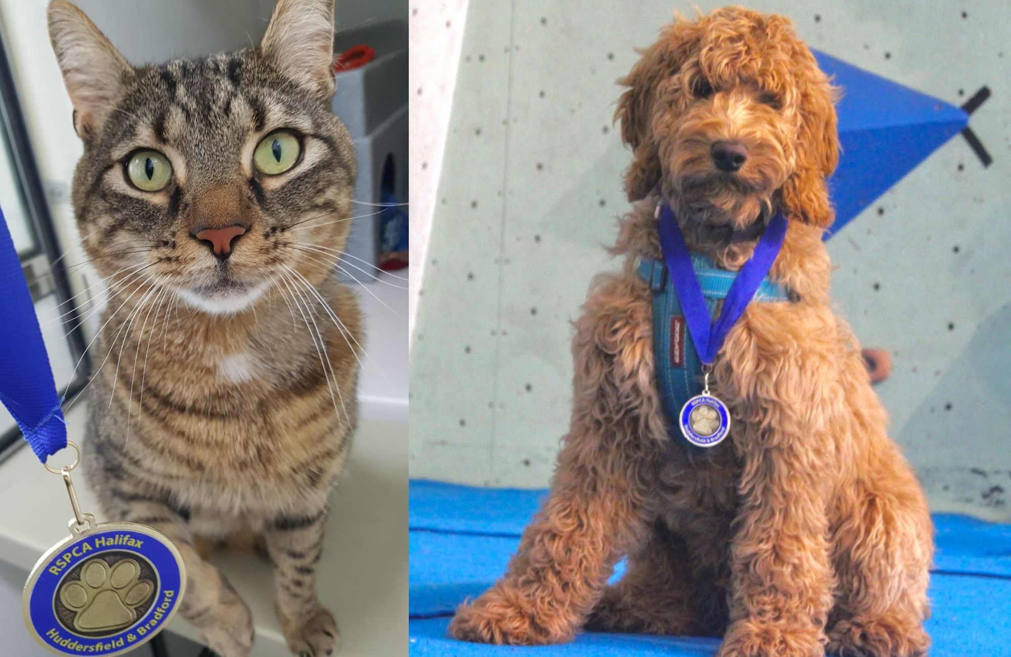 Put your Best Paw Forward this March to help raise money for the RSPCA