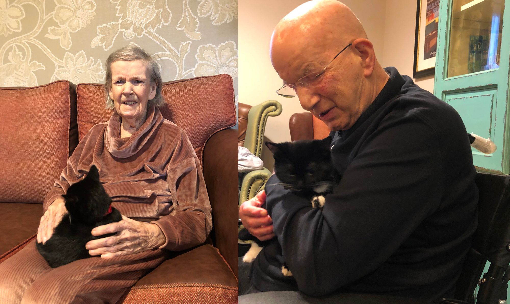 Harrow care home hires feline relations managers