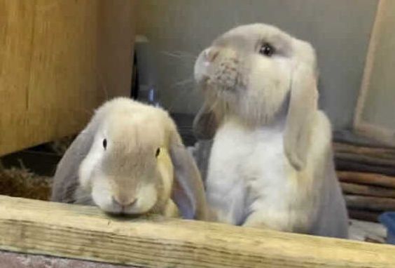 Can you help the RSPCA in wales find a new home for these rabbits?