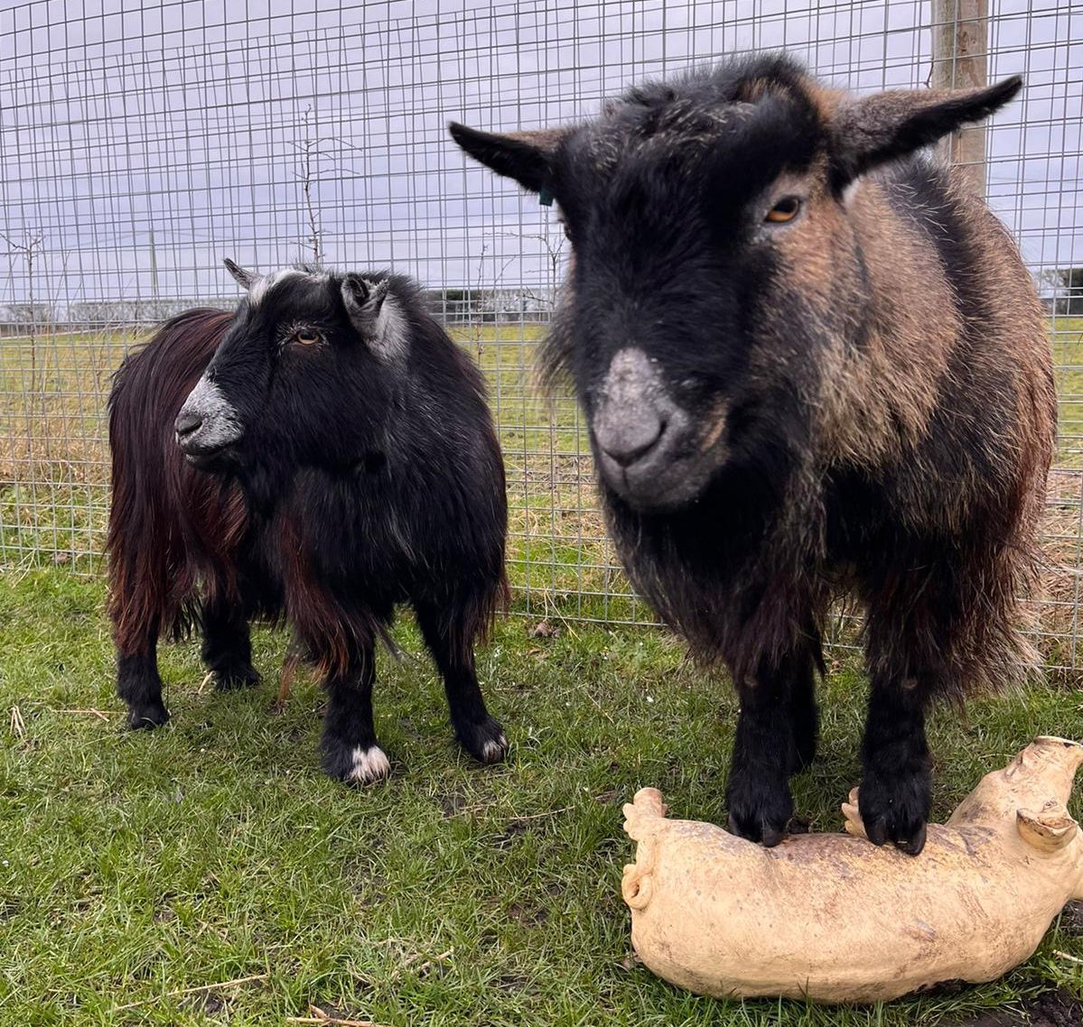 Holmeswood animal sanctuary offering new sponsorship deals