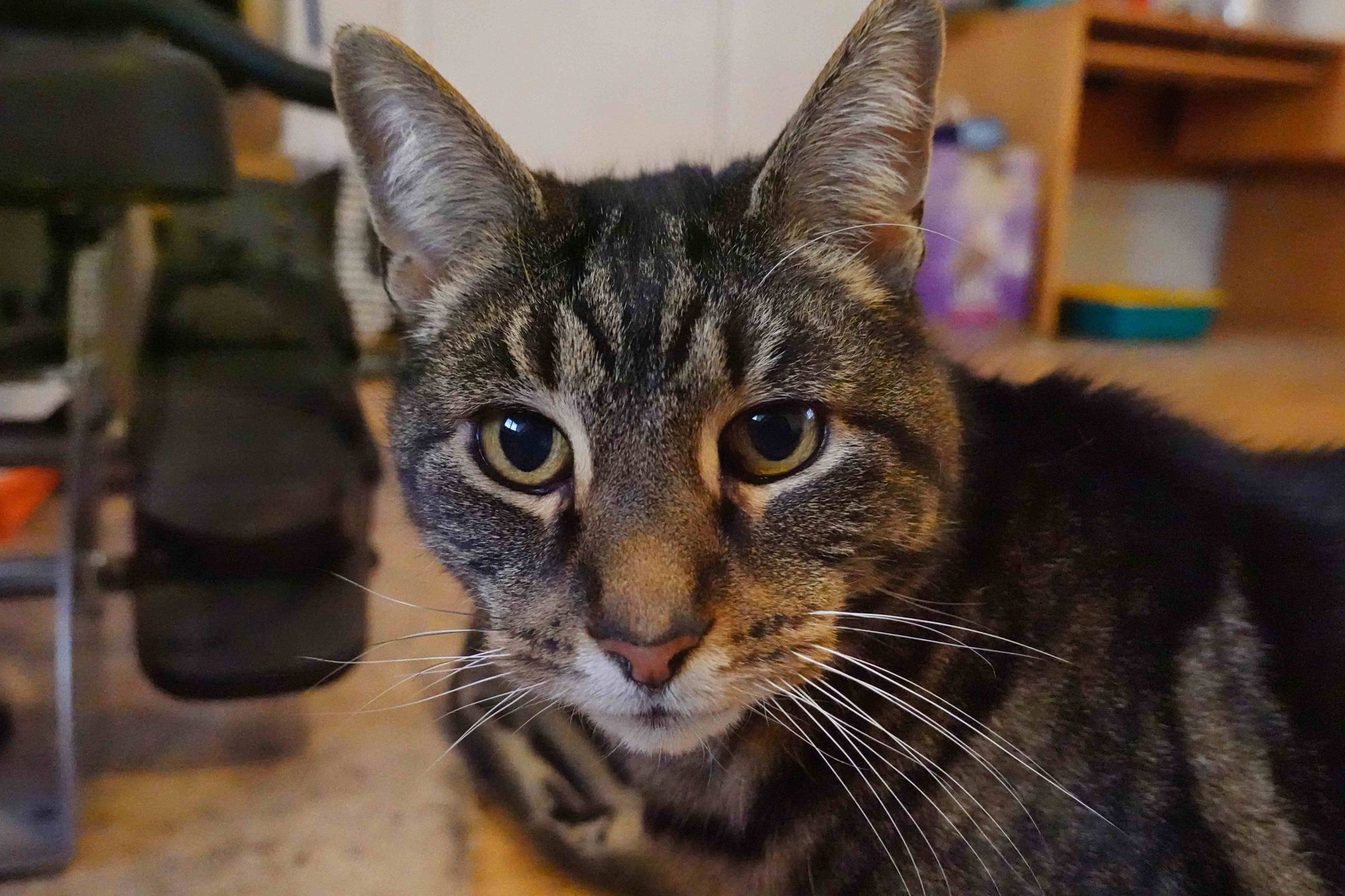Sad-eyed elderly cat looking for his forever home in London after seven months in care