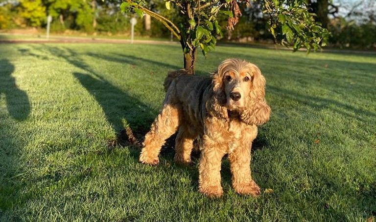 Blaby school benefits as therapy dog Loki arrives to support children's wellbeing