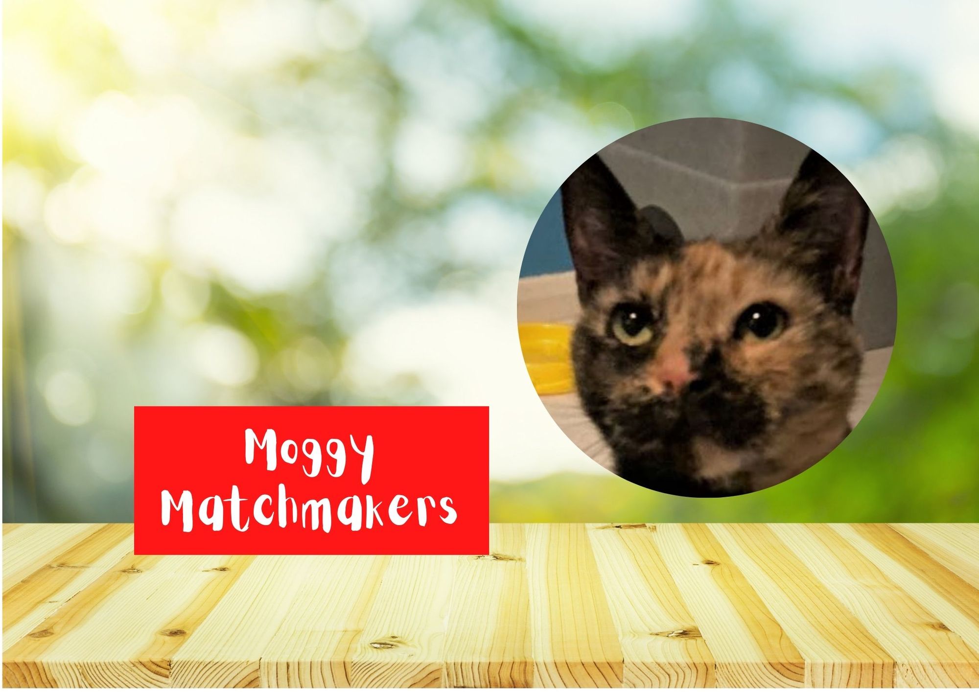 Moggy Matchmakers: Do you have the right home for Jasmine?