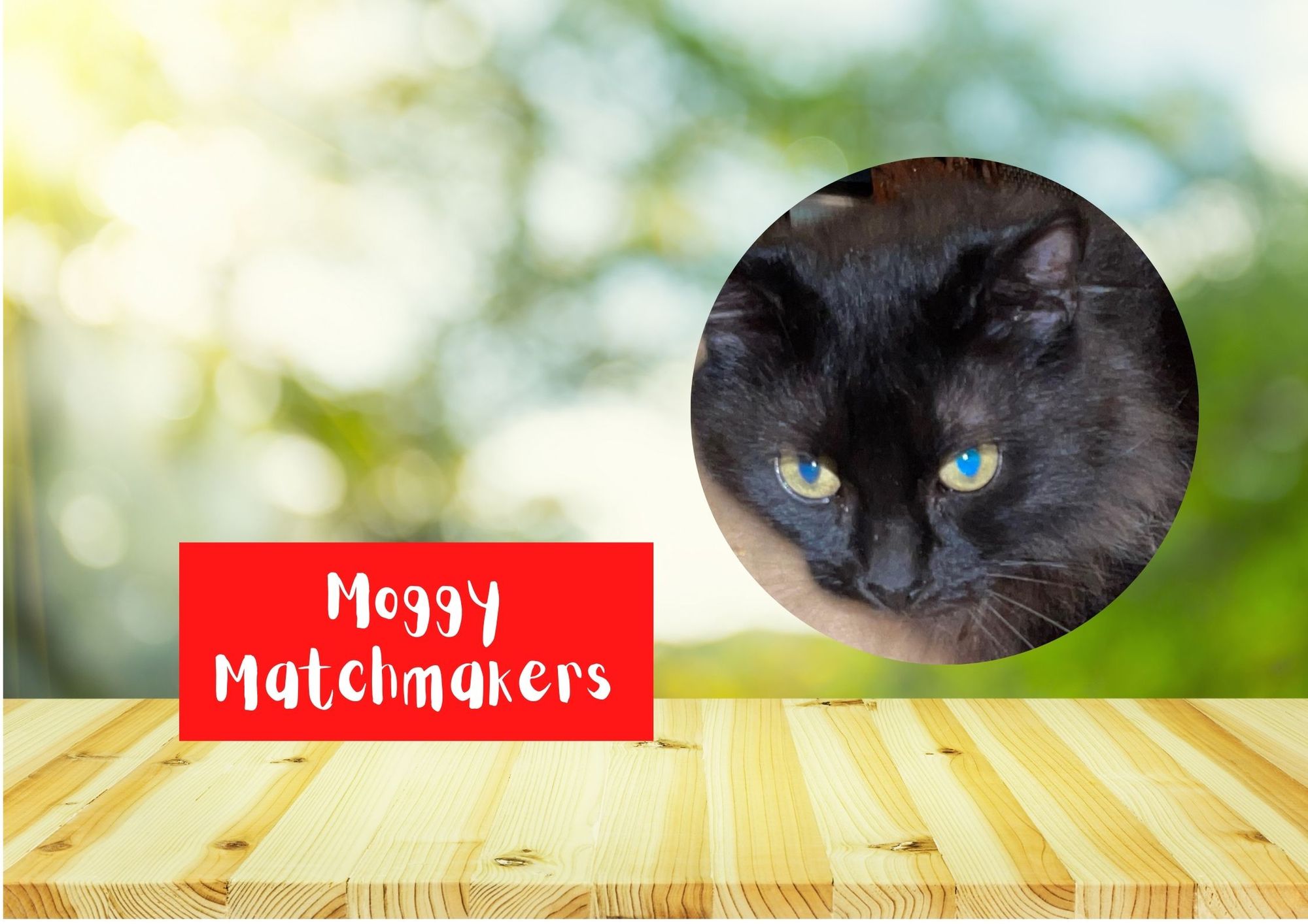 Moggy Matchmakers: Do you have the right home for Lucy and Diamond?