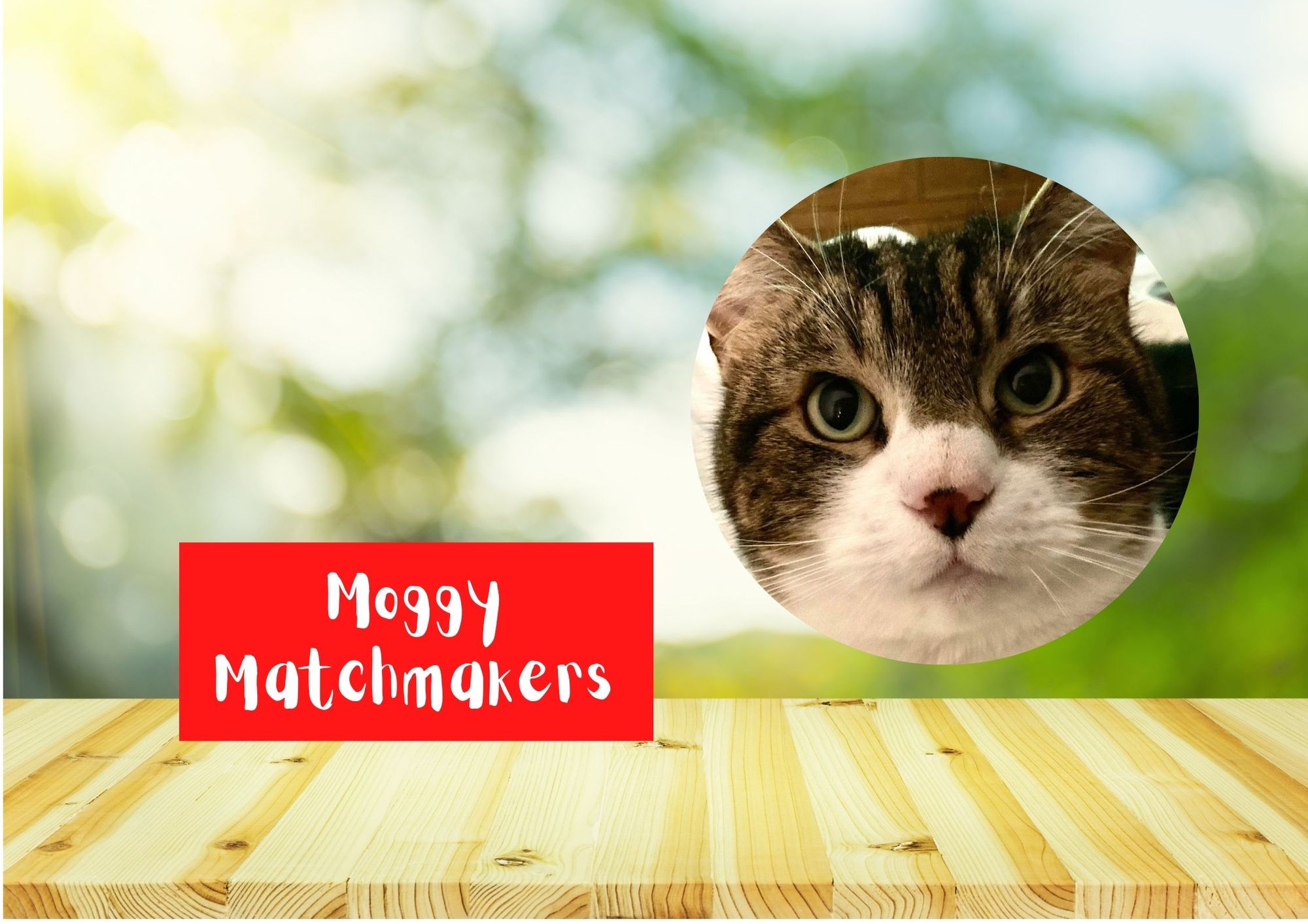 Moggy Matchmakers: Do you have the right home for Pedro?