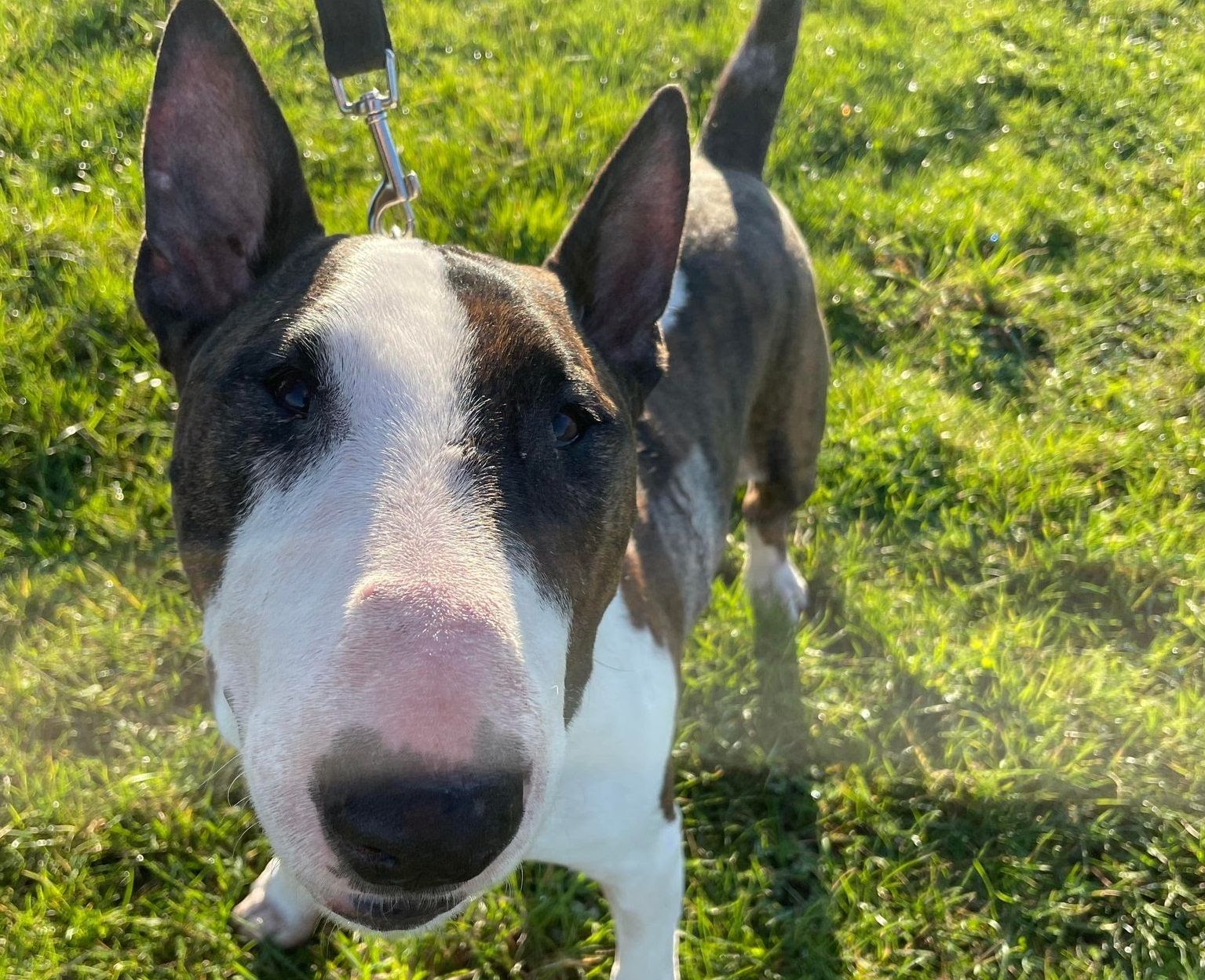RSPCA seeks 'five star' end-of-life foster home for dog with cancer