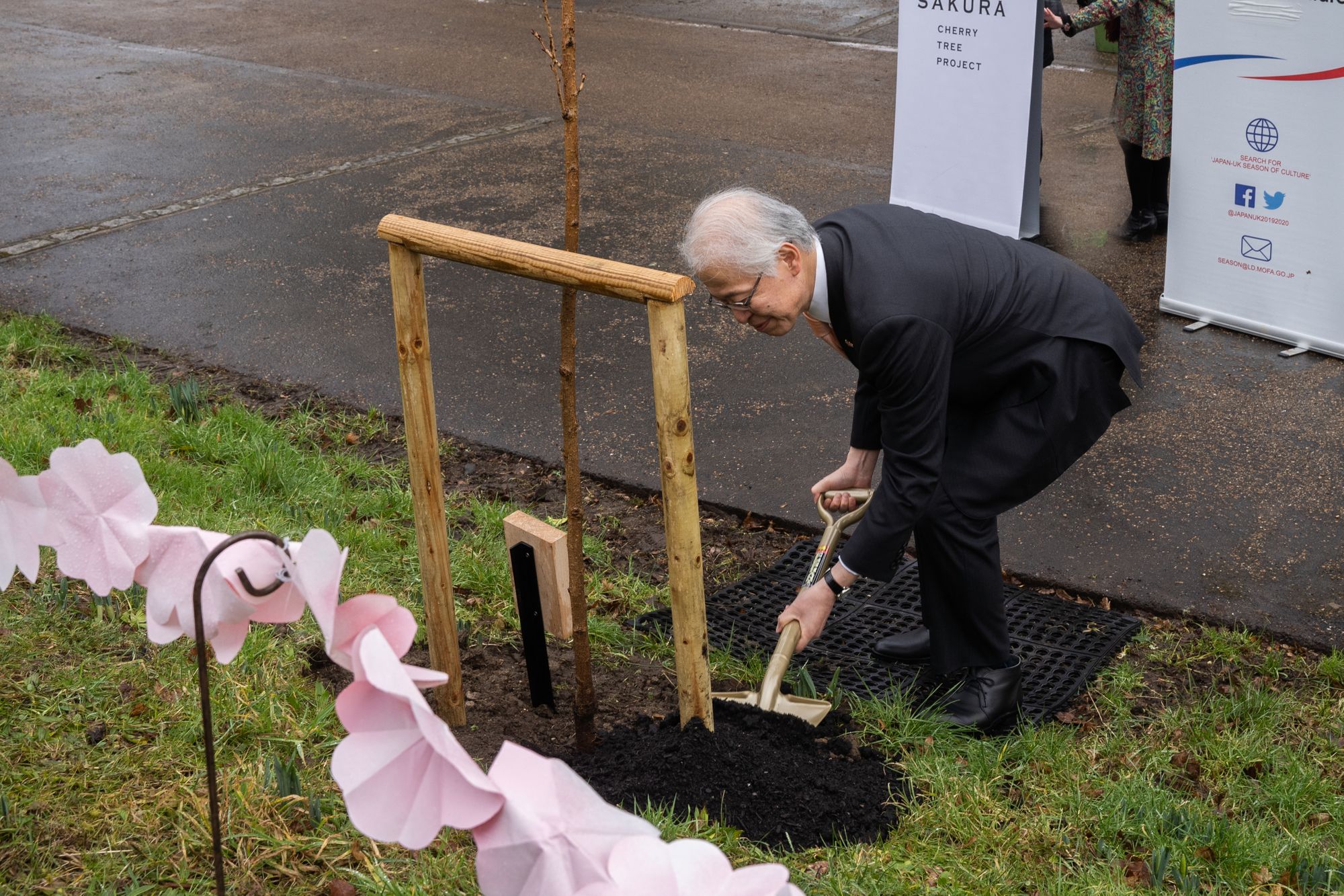 Japanese ambassador visits Chartwell to plant cherry trees