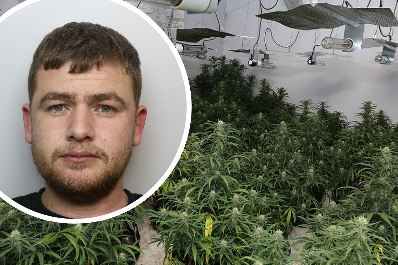 Man jailed after being found in Llanelli ‘cannabis factory’ house with £232,000 worth of plants