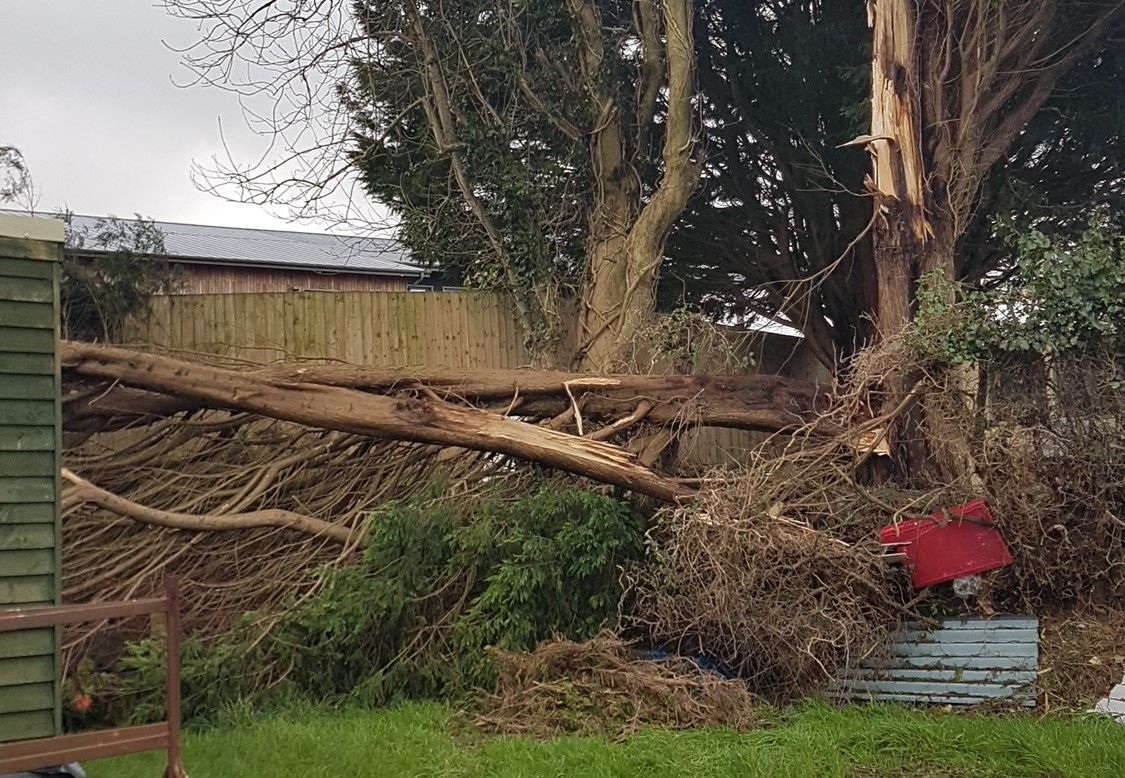 Fears over schoolchildren's safety after part of 60ft tree crashes down in Trimsaran
