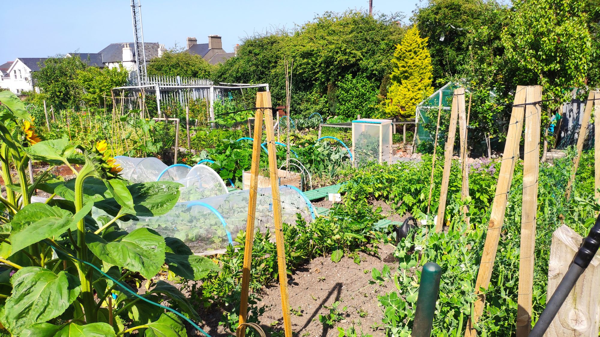 £50k to support community allotments in Kent and Medway