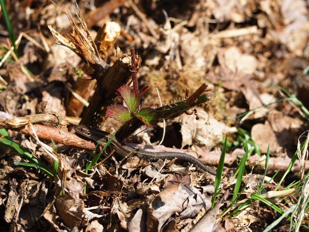 Visitors encouraged to support ‘healing’ Beacon Hill’s heathland