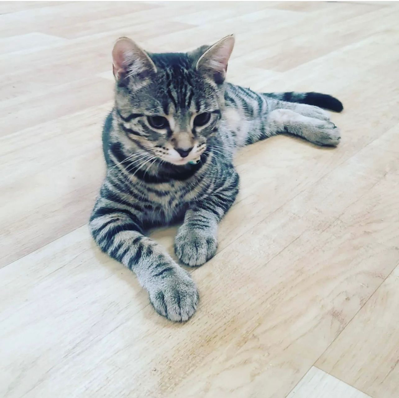 Missing Clacton cat almost misses his birthday party