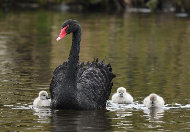 Martin Mere column: Adorable black swan cygnets hatch in time for Easter
