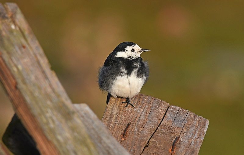 Scene By You Ormskirk - March 17: Pictures of West Lancashire captured by local photographers