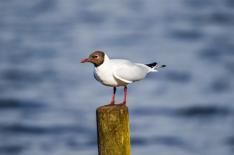 Scene By You Ormskirk - March 31: Pictures of West Lancashire captured by local photographers