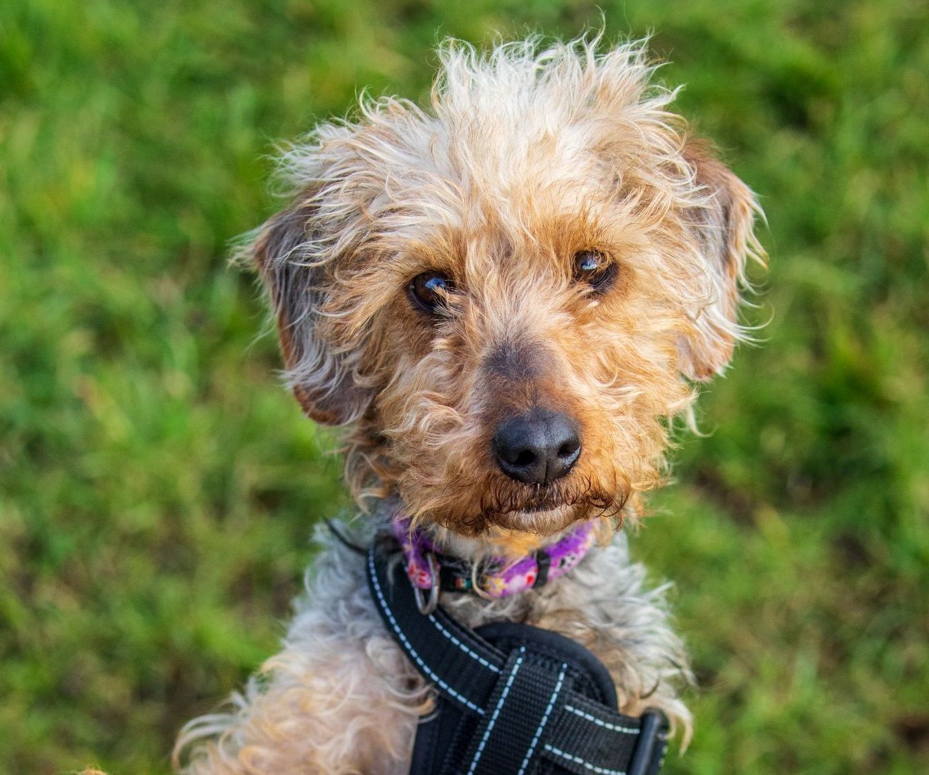 Nervous dog ‘thrown from truck’ seeks solace in David Attenborough documentaries