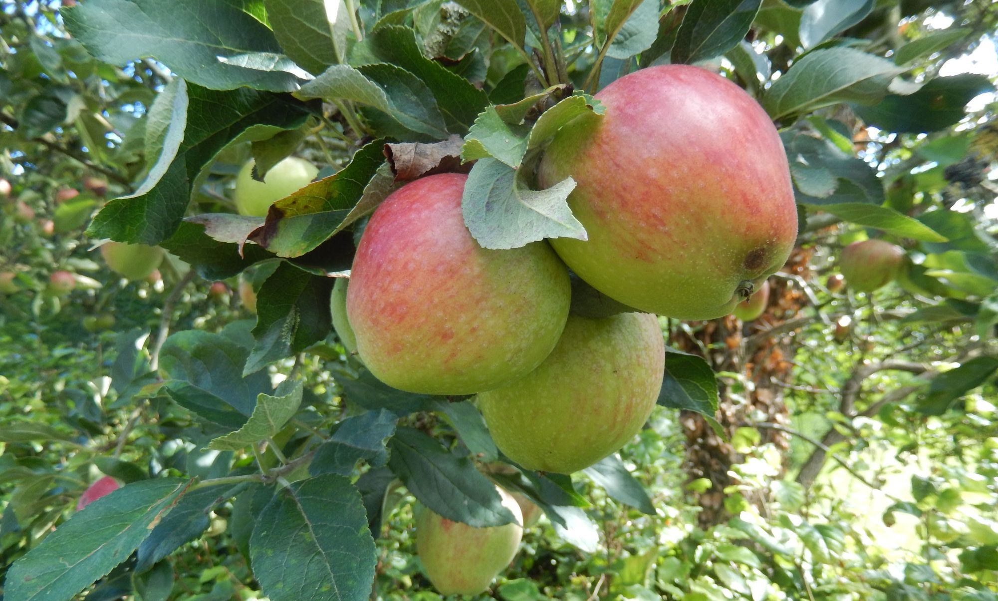Waltham on the Wolds community group secures funding for new fruit trees