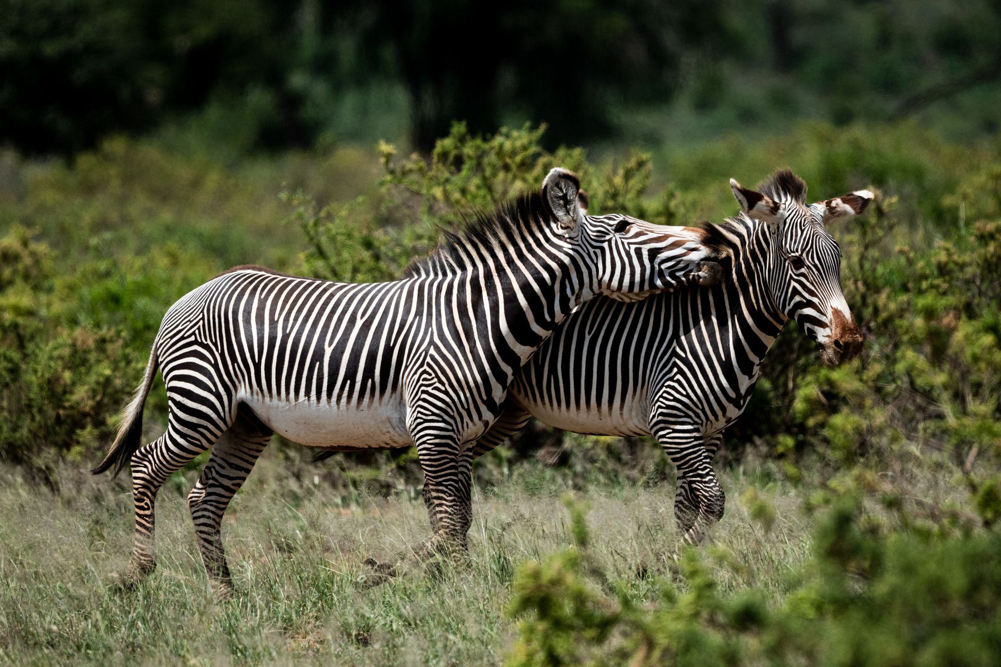 Knowsley Safari celebrates mums