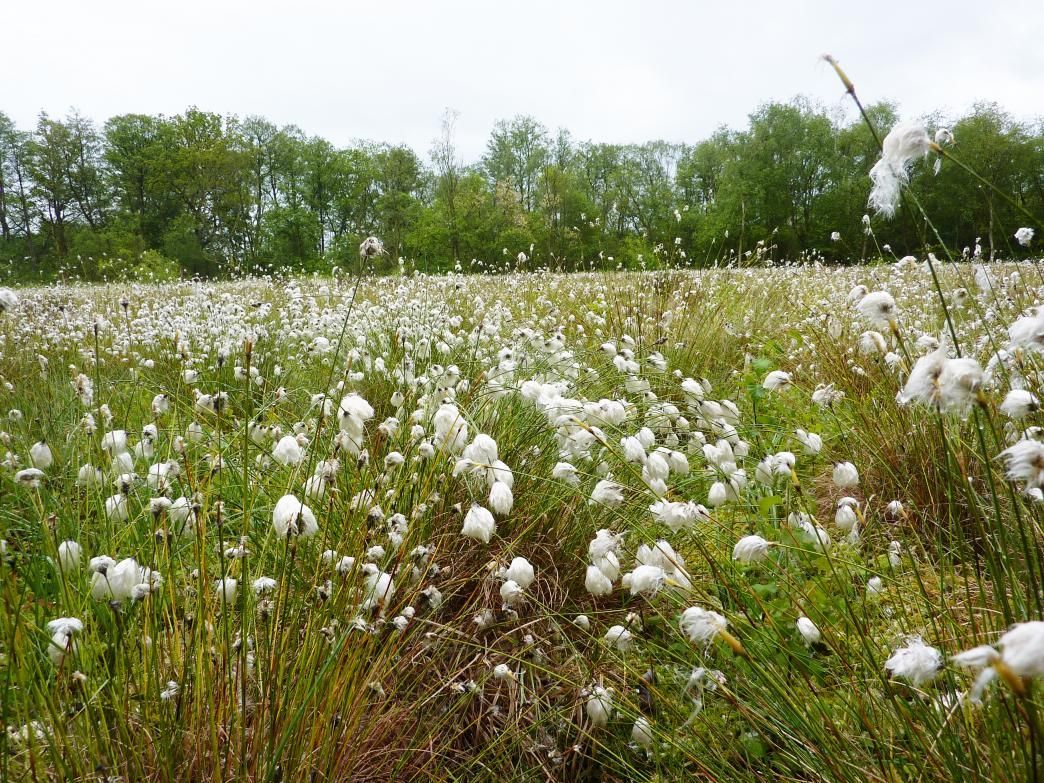 Stafford residents provided with new skills to help nature thrive