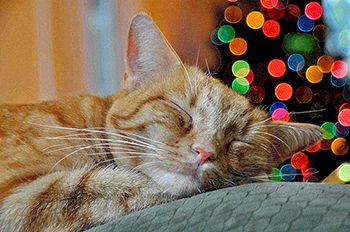 Rochdale domestic abuse charity ask residents to foster pets to help victims