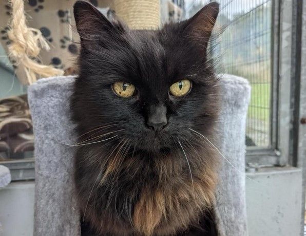Fab Four seeking new homes after three years in rescue