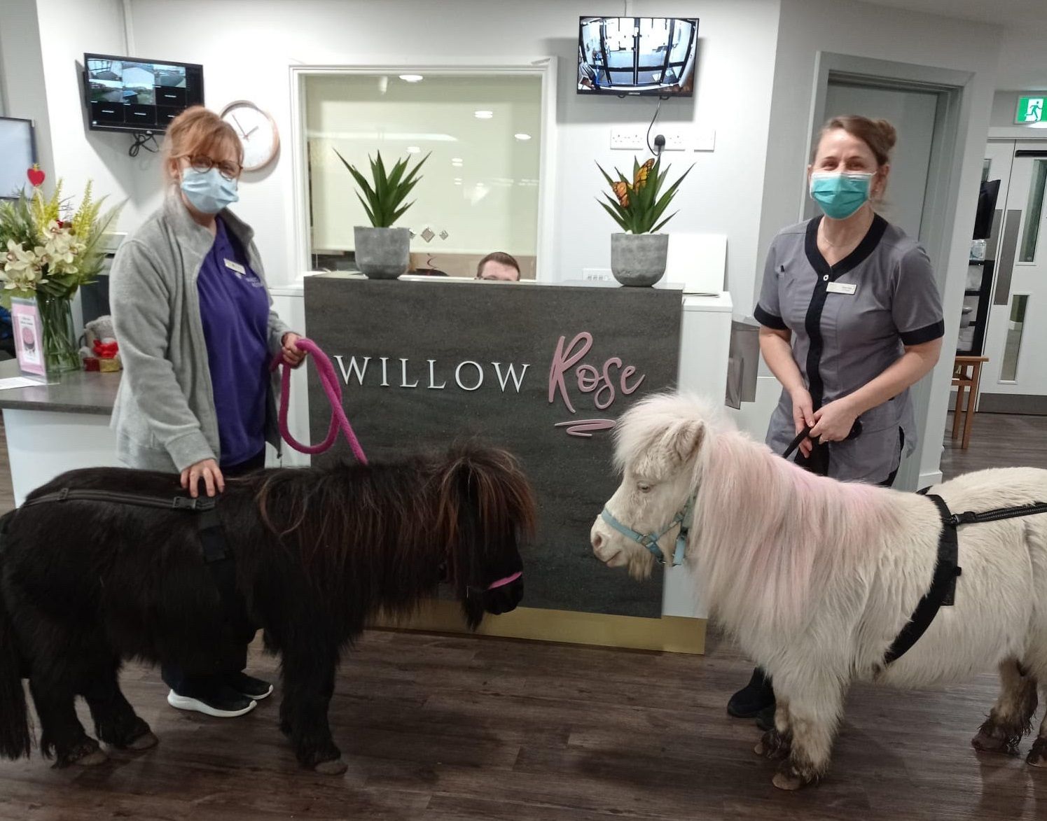 Willenhall care home partners with local equine therapy provider to bring joy to residents