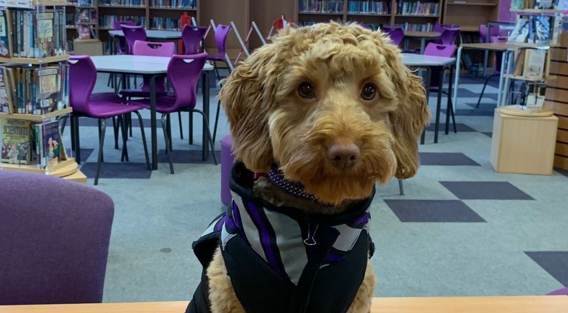 Nuneaton pupils take on reading challenge with Cerys the cockapoo