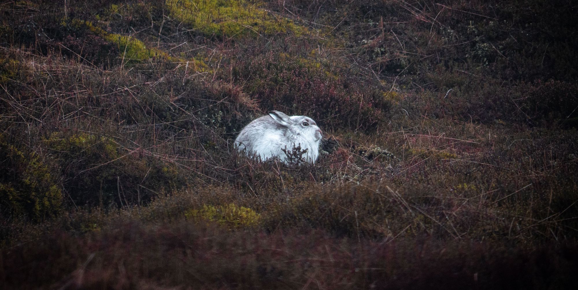 New research suggests the Peak District is alive with mountain hares