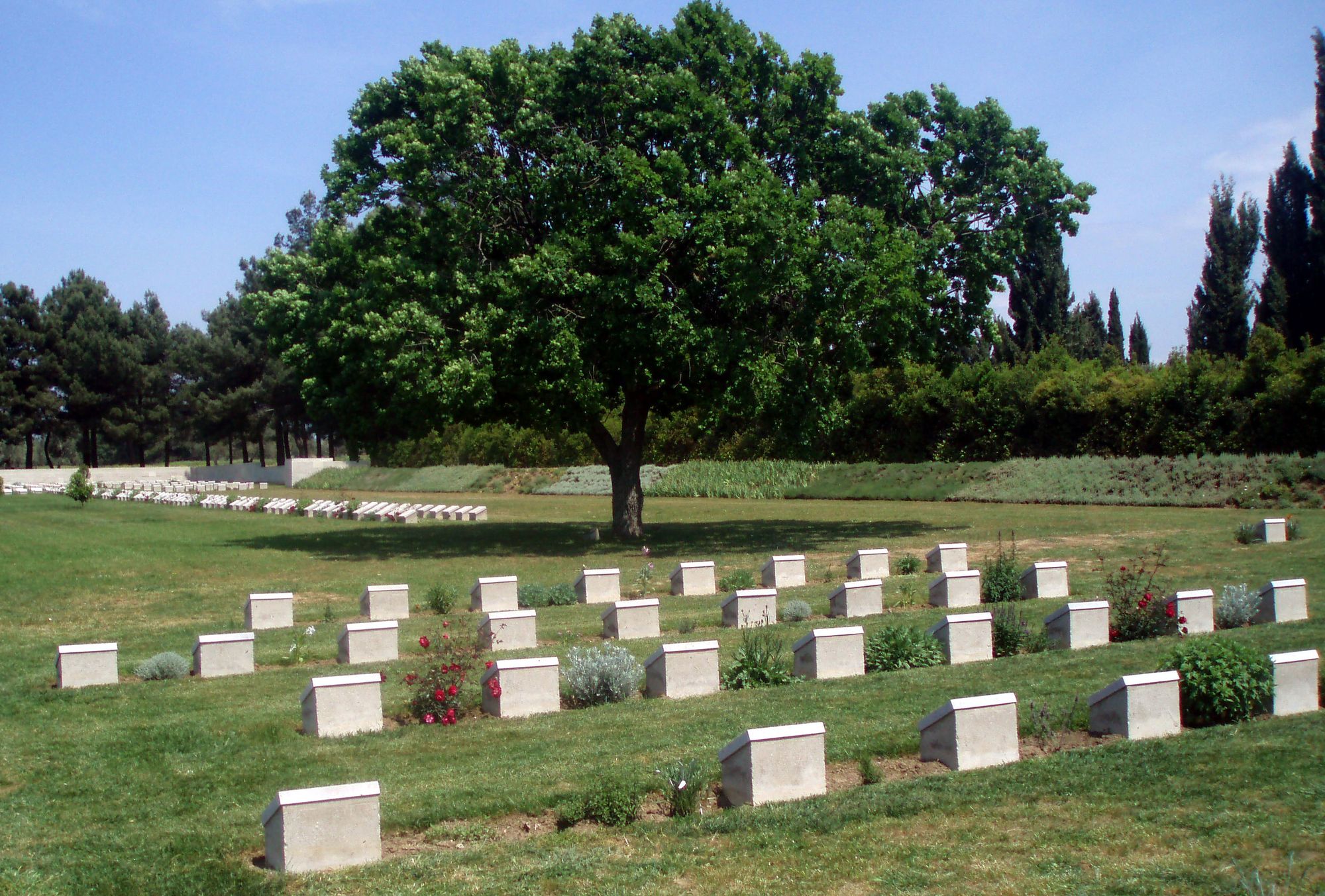 Centenary of tree planted in Gallipoli in memory of brave WWI Rochdale teenager