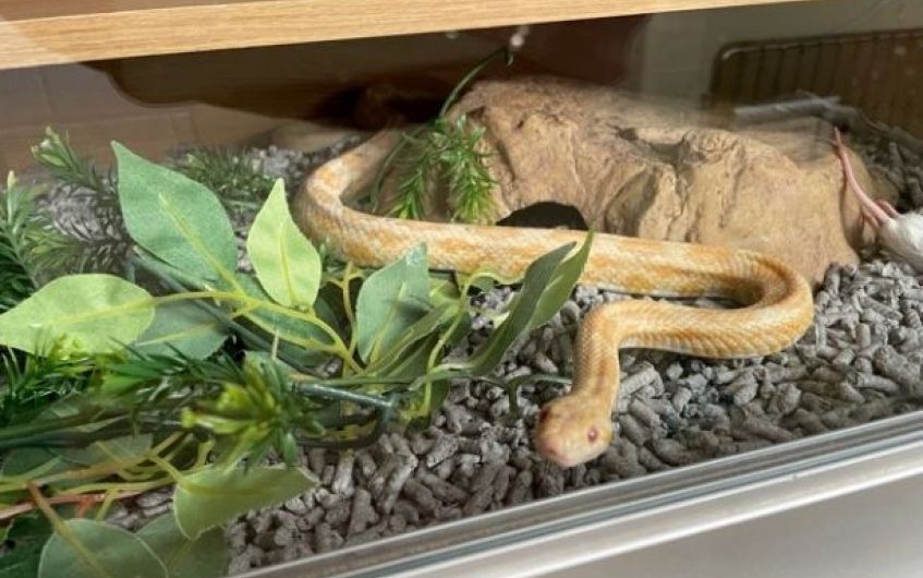 Ayrshire corn snake looking for knowledgeable owner
