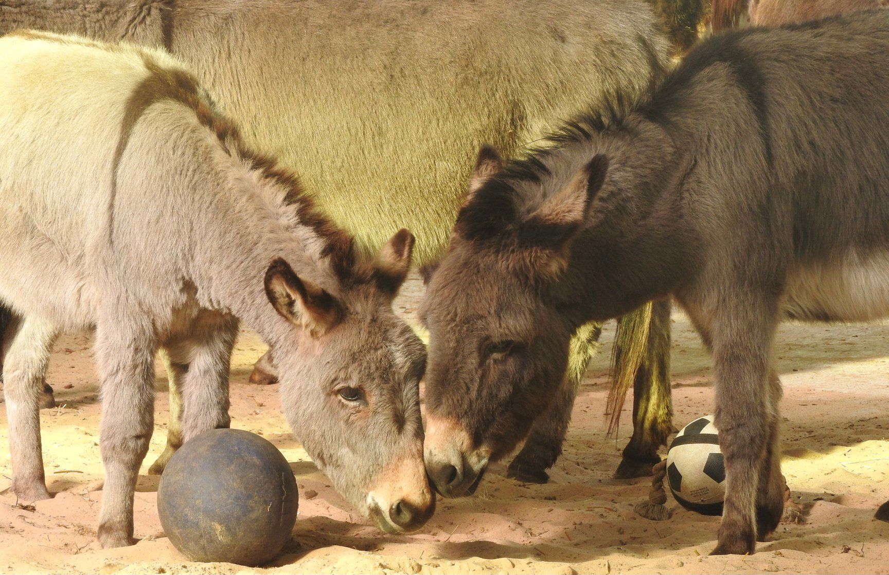 Penryn donkey sanctuary celebrates governing body accreditation